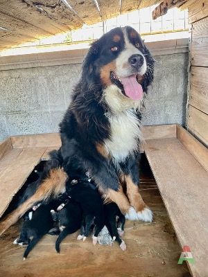 Cuccioli di bovaro del Bernese