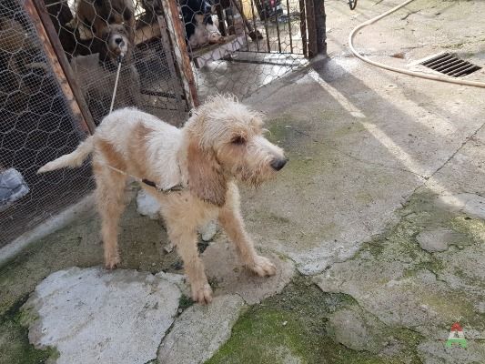 Cane x caccia al cinghiale