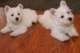 Adorabili cuccioli AKC Westie