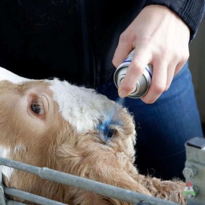 Blue Spray Professionale per Animali da Fattoria e Cura