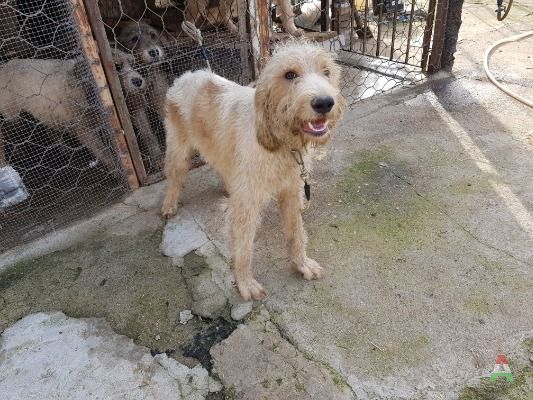 Cane x caccia al cinghiale