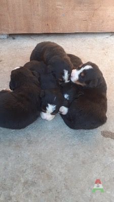Cuccioli di bovaro del Bernese