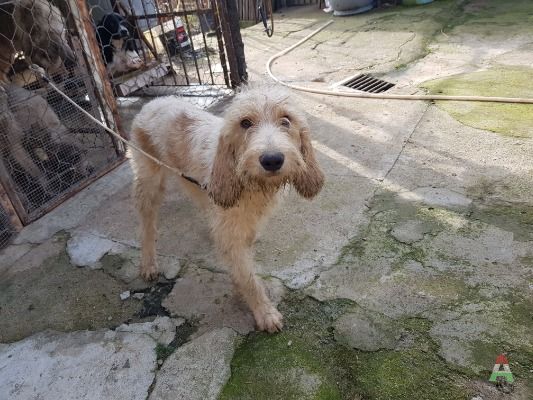 Cane x caccia al cinghiale