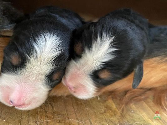 Cuccioli di bovaro del Bernese