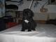CUCCIOLI DI CANE CORSO  DISPONIBILI